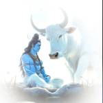 Piyush Kumar Profile Picture